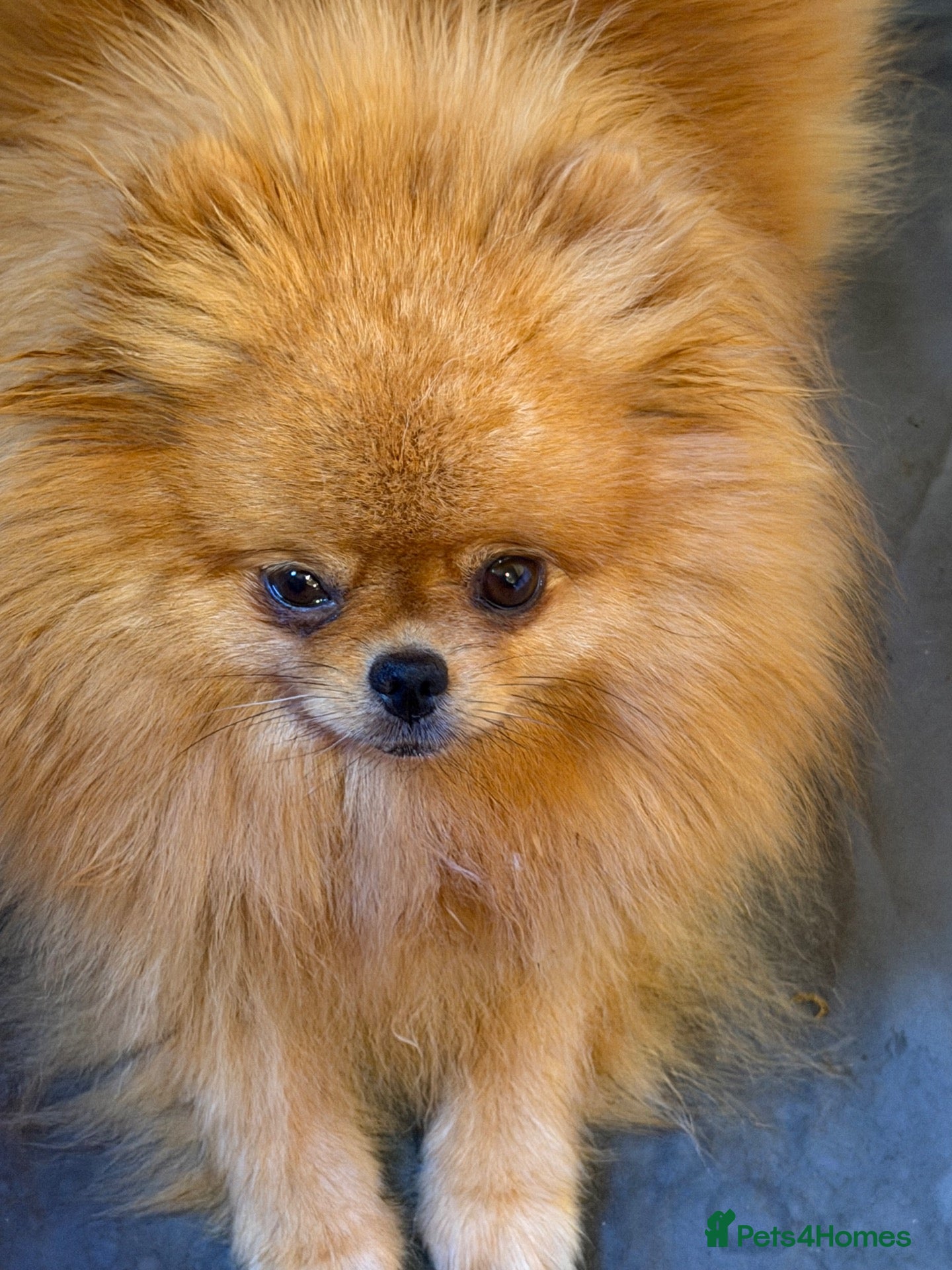 Pomeranian dogs Kc orange female stunning 3 years - Advert 1