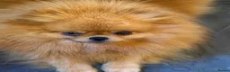 Pomeranian dogs for sale: Kc orange female stunning 3 years - Advert 1