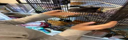 Rat rodents for sale: Three female rats, cage and all accessories  - Advert 6