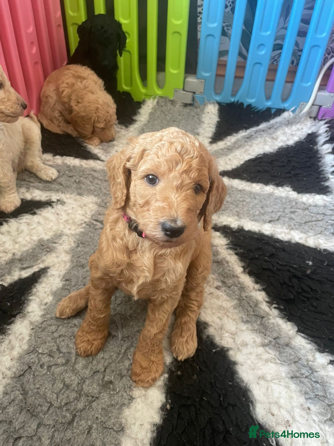Standard Poodle dogs for sale: Beautiful standard poodle puppies - Advert 29