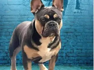French Bulldog dogs BRUCE in Sheffield - Advert 1