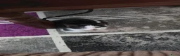 Domestic Shorthair cats for sale: Fluffy kittens - Advert 37