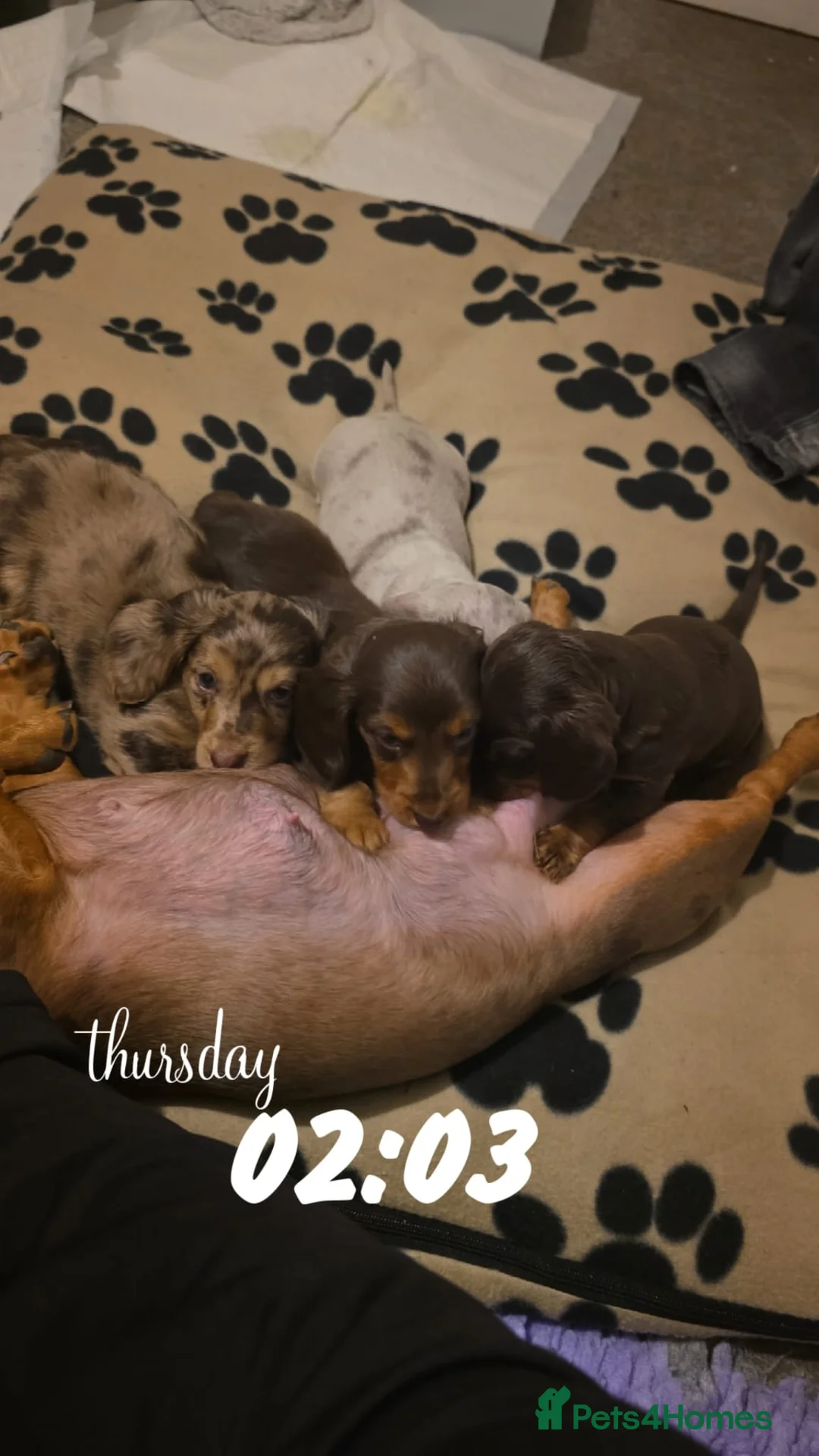Miniature Dachshund dogs for sale: Beautiful Long-Haired Miniature Dachshund Puppies - Advert 1