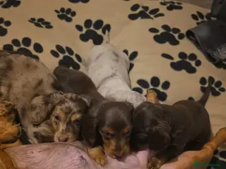 Miniature Dachshund dogs Beautiful Long-Haired Miniature Dachshund Puppies - Advert 1