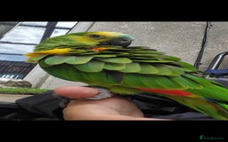 Budgerigars birds for sale: BABY BLUE FRONTED AMAZON PARROT - Image 3