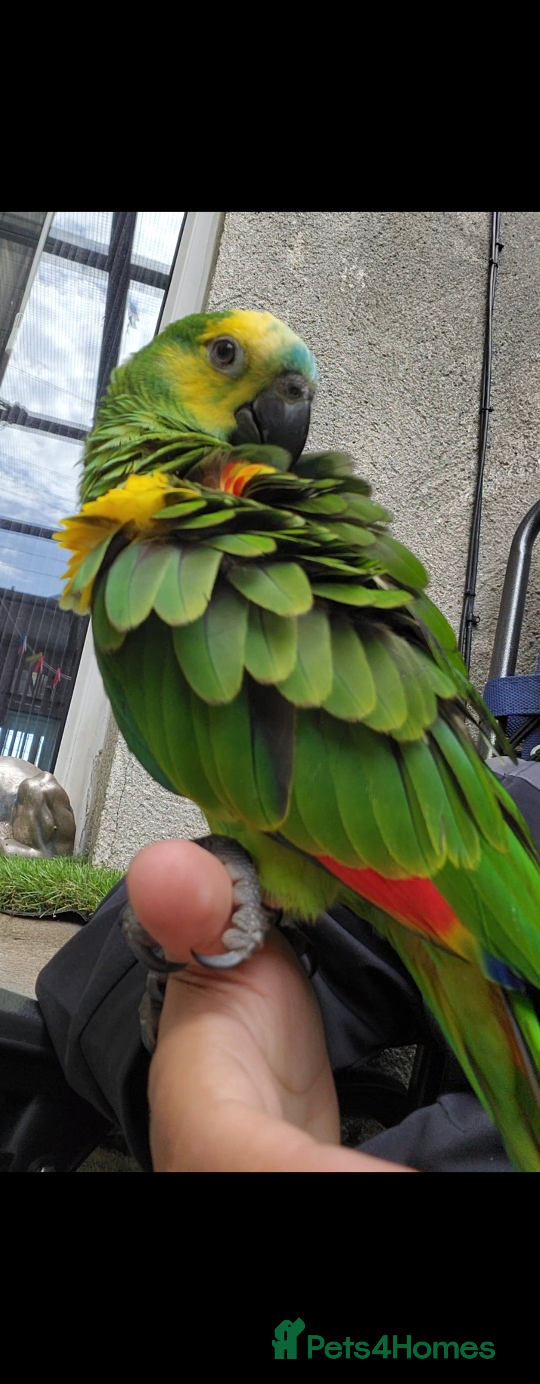 Budgerigars birds for sale: BABY BLUE FRONTED AMAZON PARROT - Image 3
