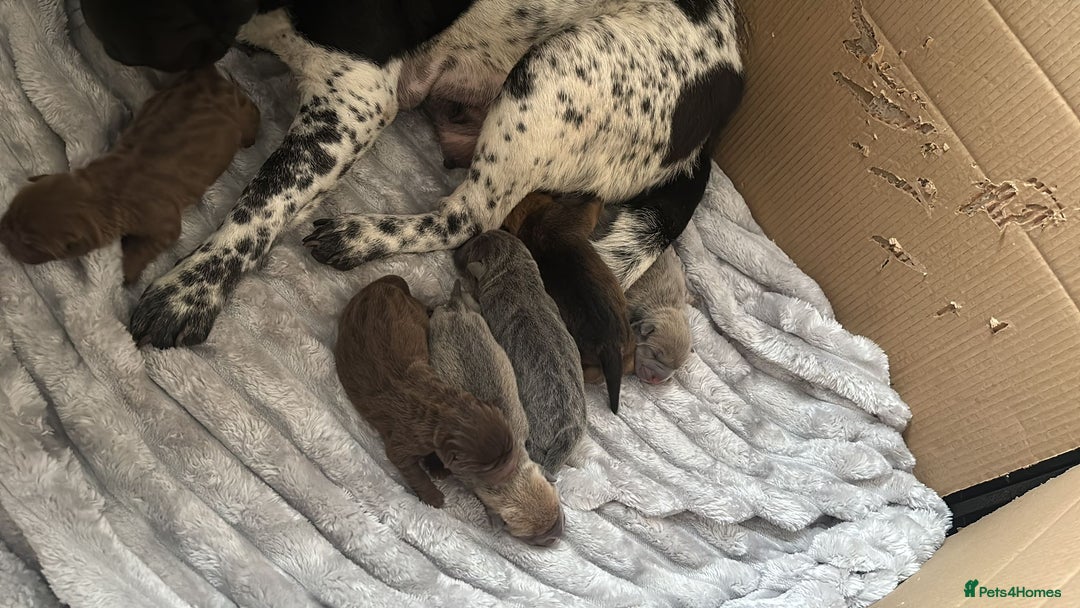 Shar Pei dogs for sale: Shar pei puppys  - Advert 3