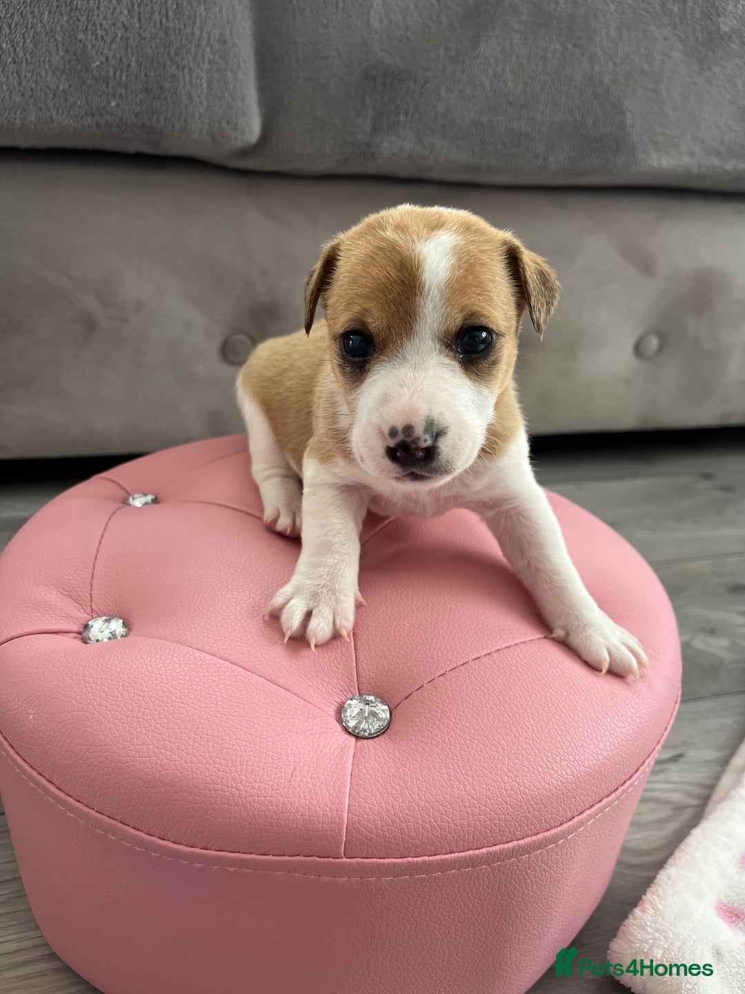 Parson Russell dogs for sale: 5 Gorgeous Parson Russells - Image 4