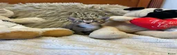 Mixed Breed cats for sale: 🩷Cross Maine Coone Kittens🩷 - Advert 28