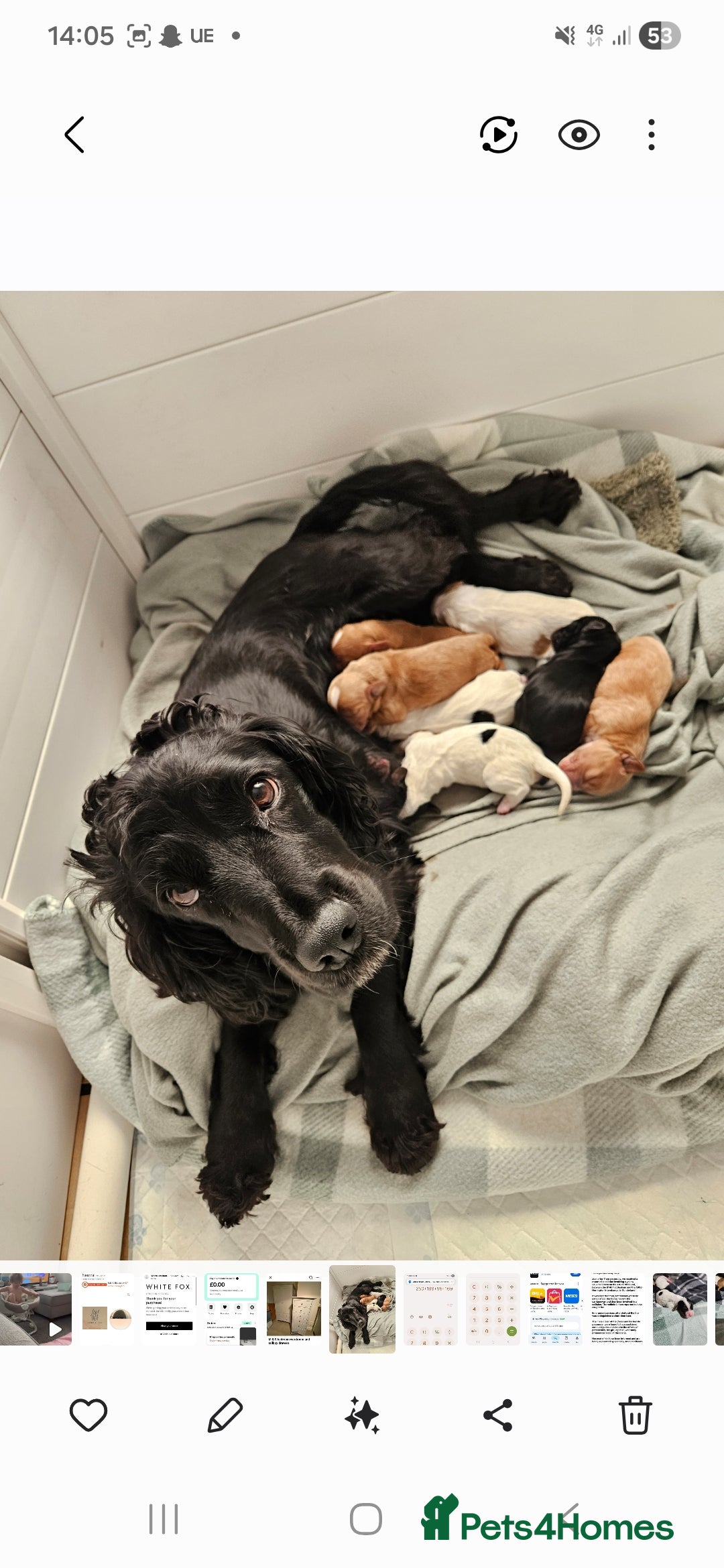 Cocker Spaniel dogs Lemon and white  cocker spaniel girl  - Advert 2