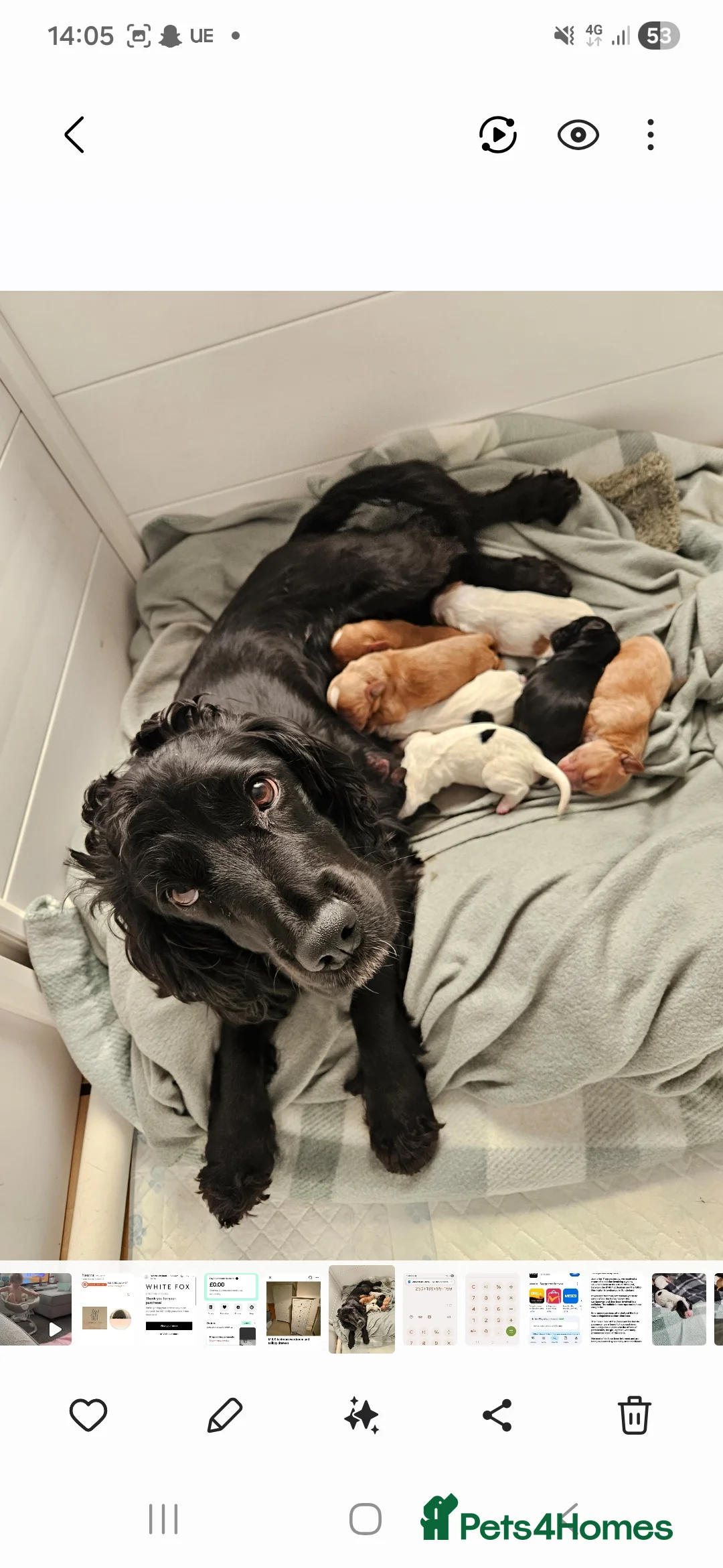 Cocker Spaniel dogs for sale: Lemon and white  cocker spaniel girl  - Advert 1