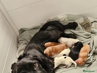 Cocker Spaniel dogs Lemon and white cocker spaniel girl - Advert 2