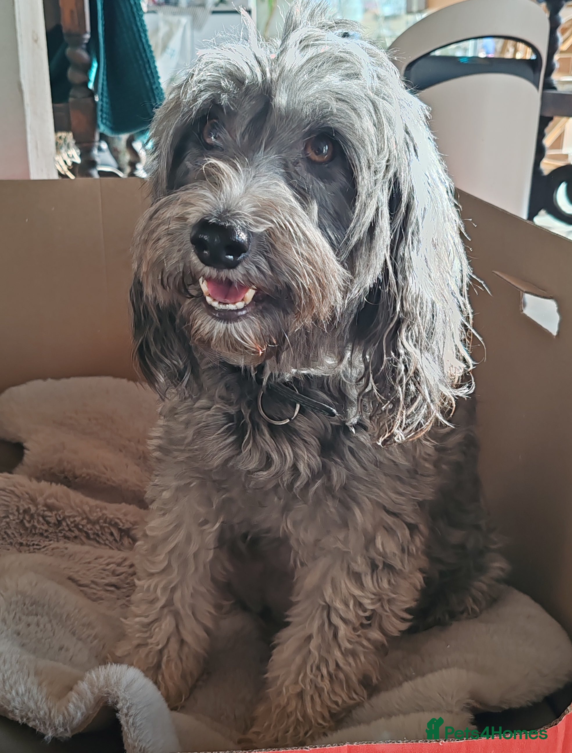 Bordoodle dogs Bordoodle  - Advert 2