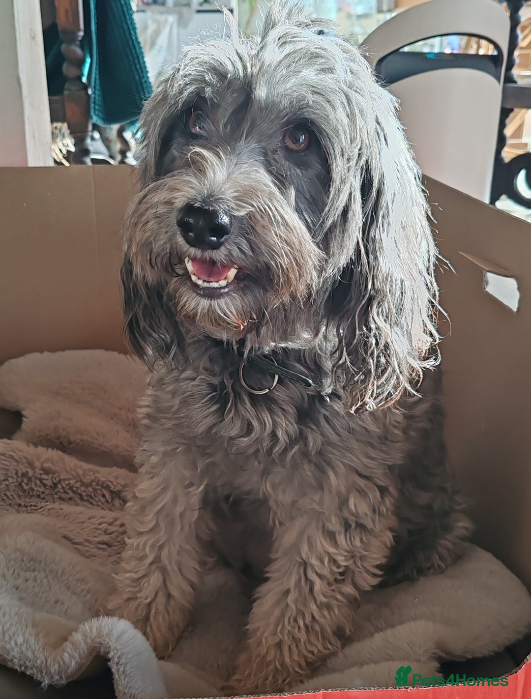 Bordoodle dogs for sale: Bordoodle  - Advert 1