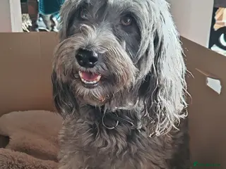 Bordoodle dogs Bordoodle - Advert 13