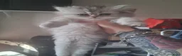 Persian cats for sale: 4 STUNNING PERSIAN KITTENS! - Advert 25