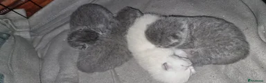 British Shorthair Kitten 4