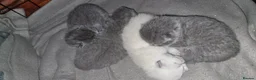 British Shorthair cats for sale: British shorthair kittens for sale in Camberley - Advert 9