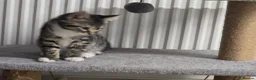 Mixed Breed cats for sale: Mainecoon cross tabby kittens £100 ONO - Advert 4