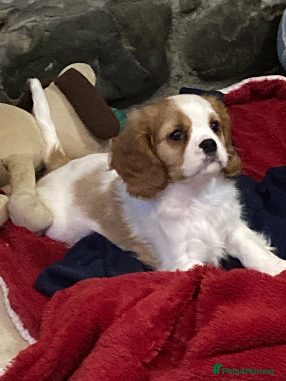 Cavalier King Charles Spaniel dogs for sale: Beautiful cavaliers  - Advert 6