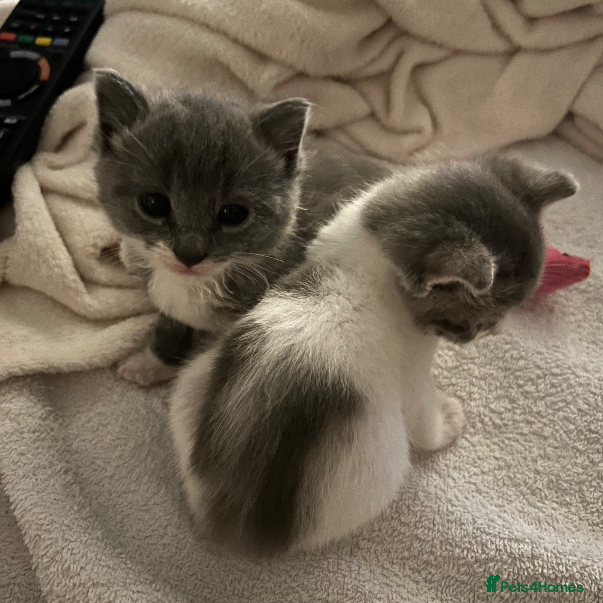 Mixed Breed cats 2 beautiful baby’s  - Advert 1