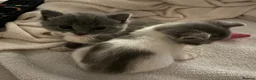 Mixed Breed cats for sale: 2 beautiful baby’s  in Steyning - Advert 1