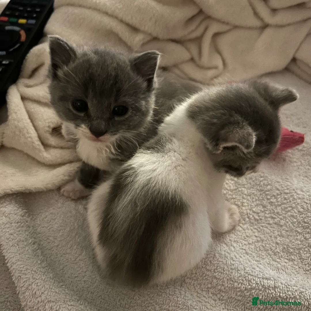 Mixed Breed cats for sale: 2 beautiful baby’s  in Steyning - Advert 1
