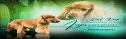 Cocker Spaniel dogs for sale: Show cocker spaniel puppies  - Advert 8