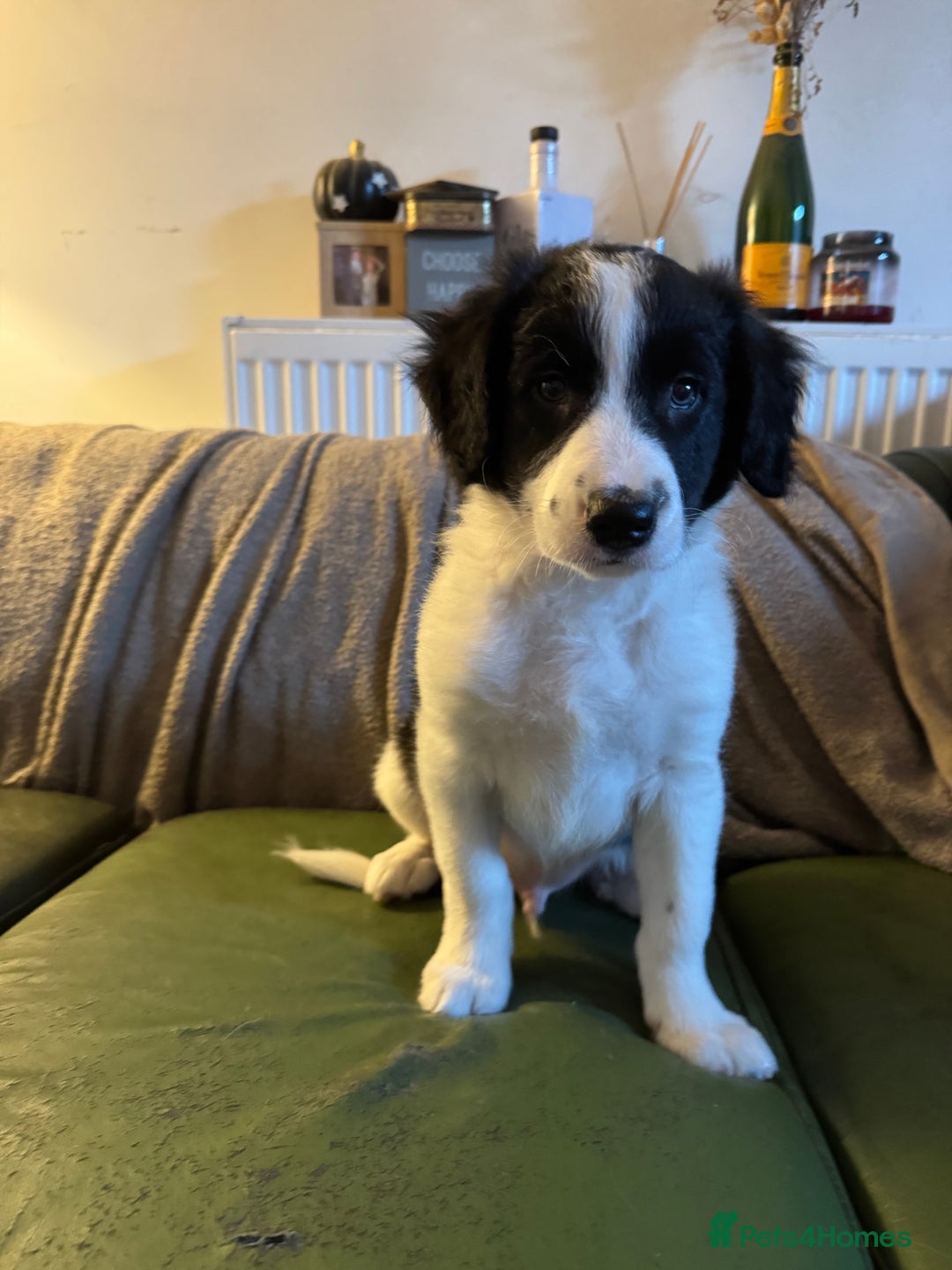 Sprollie dogs for sale: 7 Sprollie X Border Collie pups READY NOW - Image 19