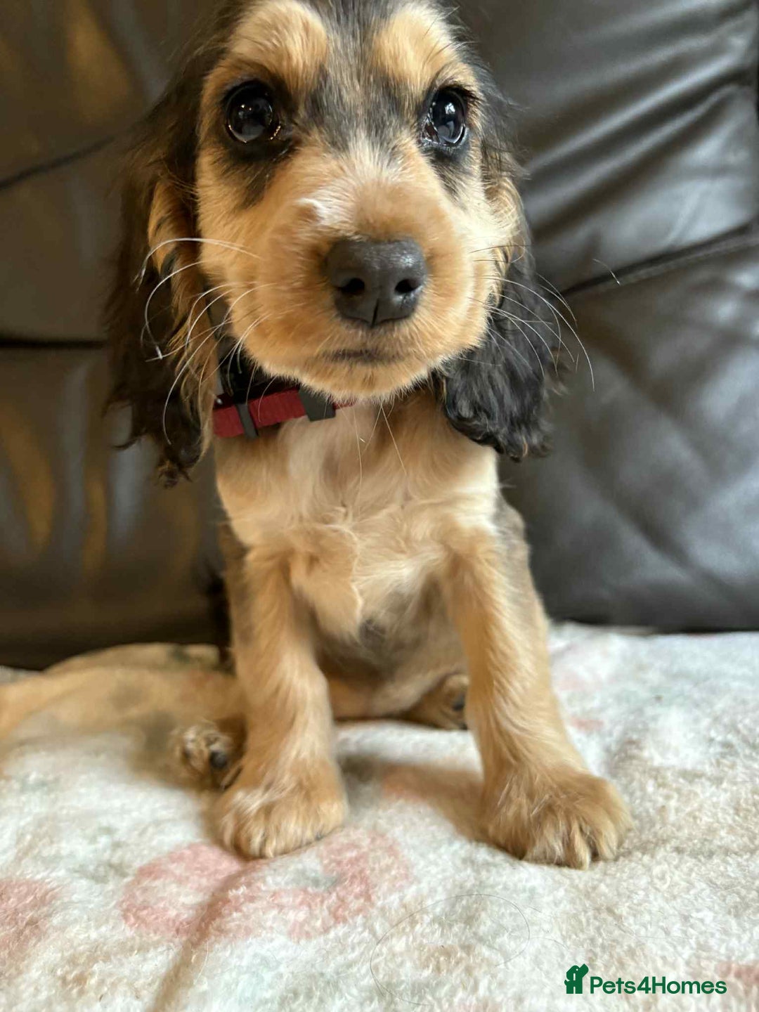 Cocker Spaniel dogs for sale: Show type Cocker Spaniel Puppies - Image 20