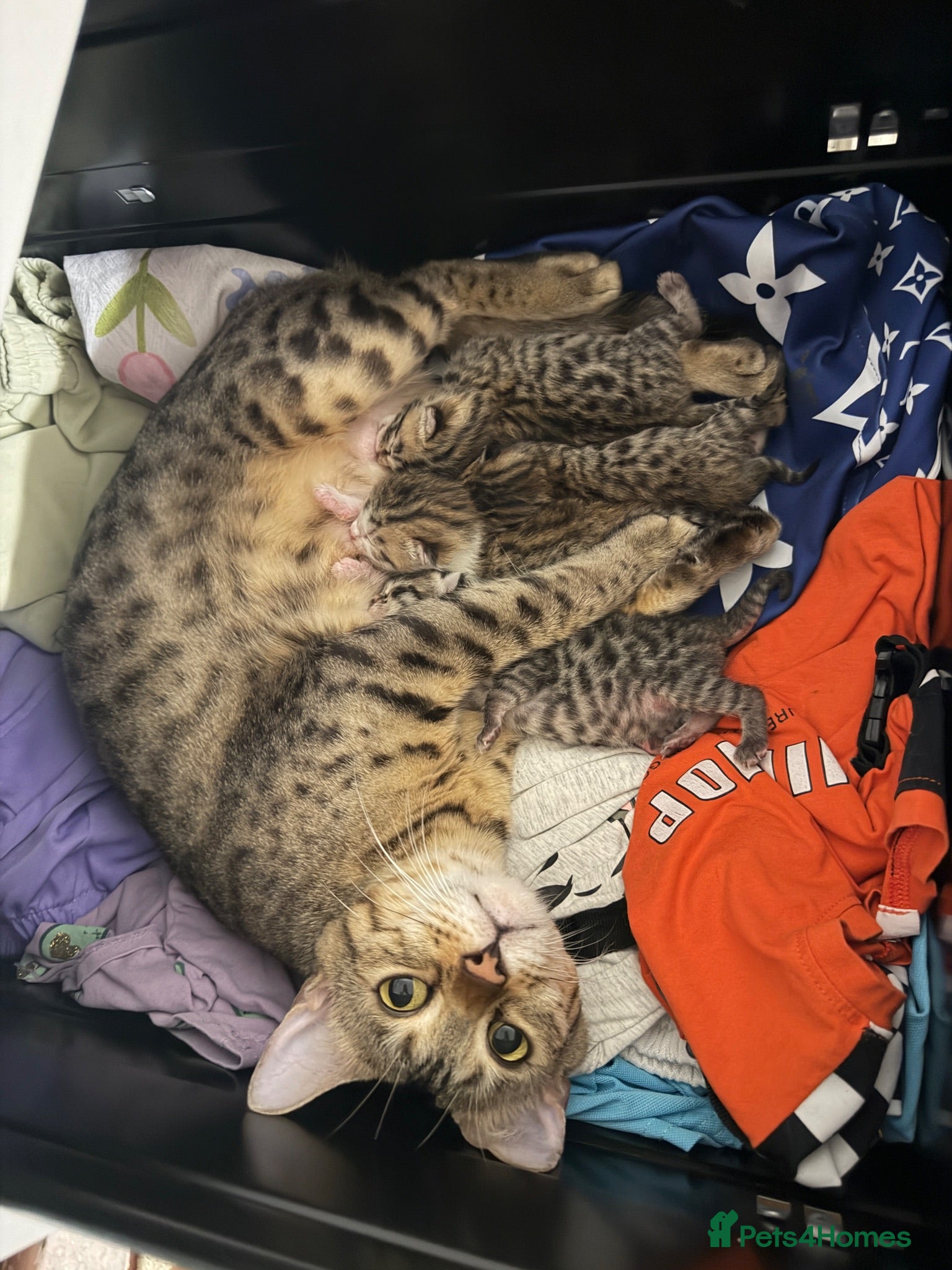 Mixed Breed cats Mix bengals kittens for sale - Advert 1