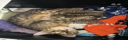 Mixed Breed cats for sale: Mix bengals kittens for sale in Liverpool - Advert 1
