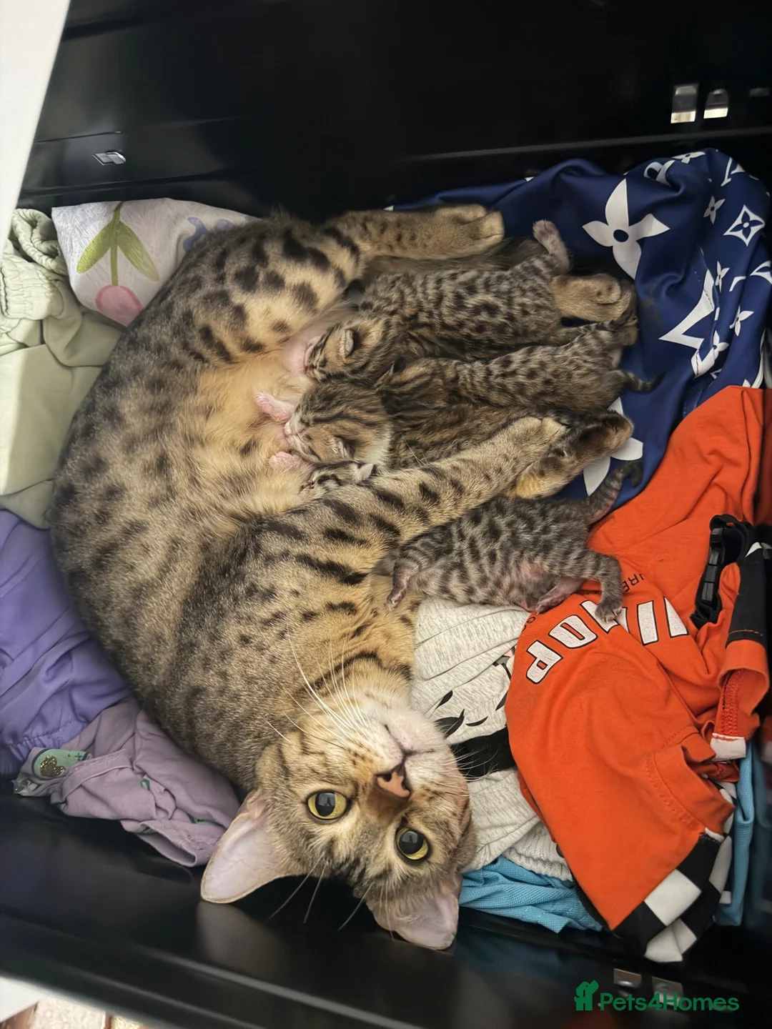 Mixed Breed cats for sale: Mix bengals kittens for sale in Liverpool - Advert 1