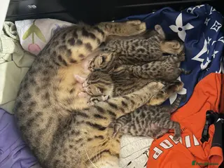 Mixed Breed cats Mix bengals kittens for sale - Advert 13