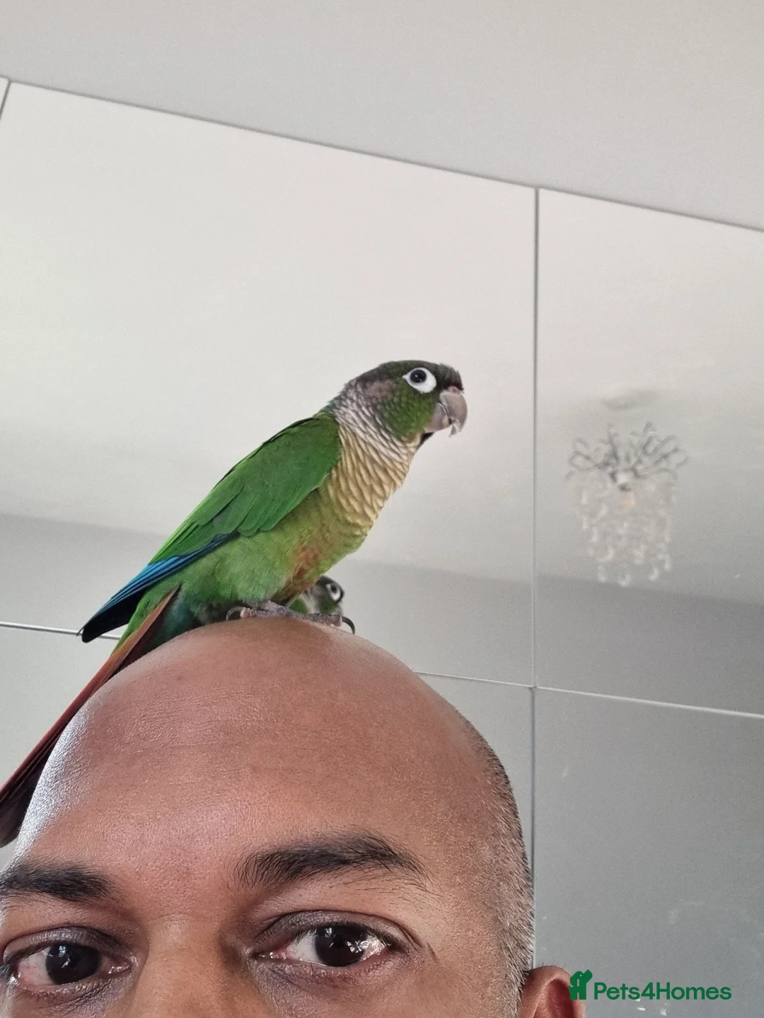 Conures birds for sale: Talented & sweet male Conure with DNA certificate - Advert 7