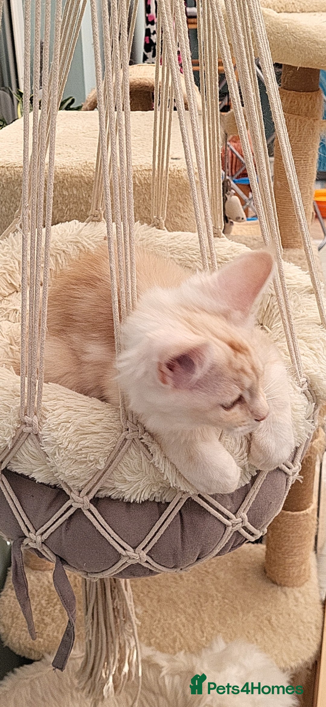 Maine Coon cats for sale: Maine coon kitten ready now - Advert 5