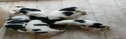 Sprocker dogs for sale: 5 Lovely Sprockers blue roan in colour. - Advert 6