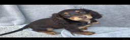 Cocker Spaniel dogs for sale: 7 Chocolate & Tan Cocker Spaniel Pups  - Advert 6