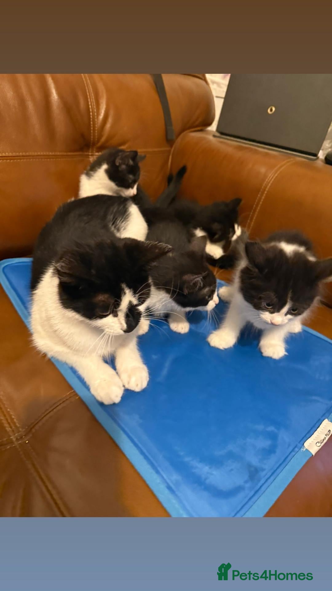 Mixed Breed cats Mixed breed maine cane kittens - Advert 1