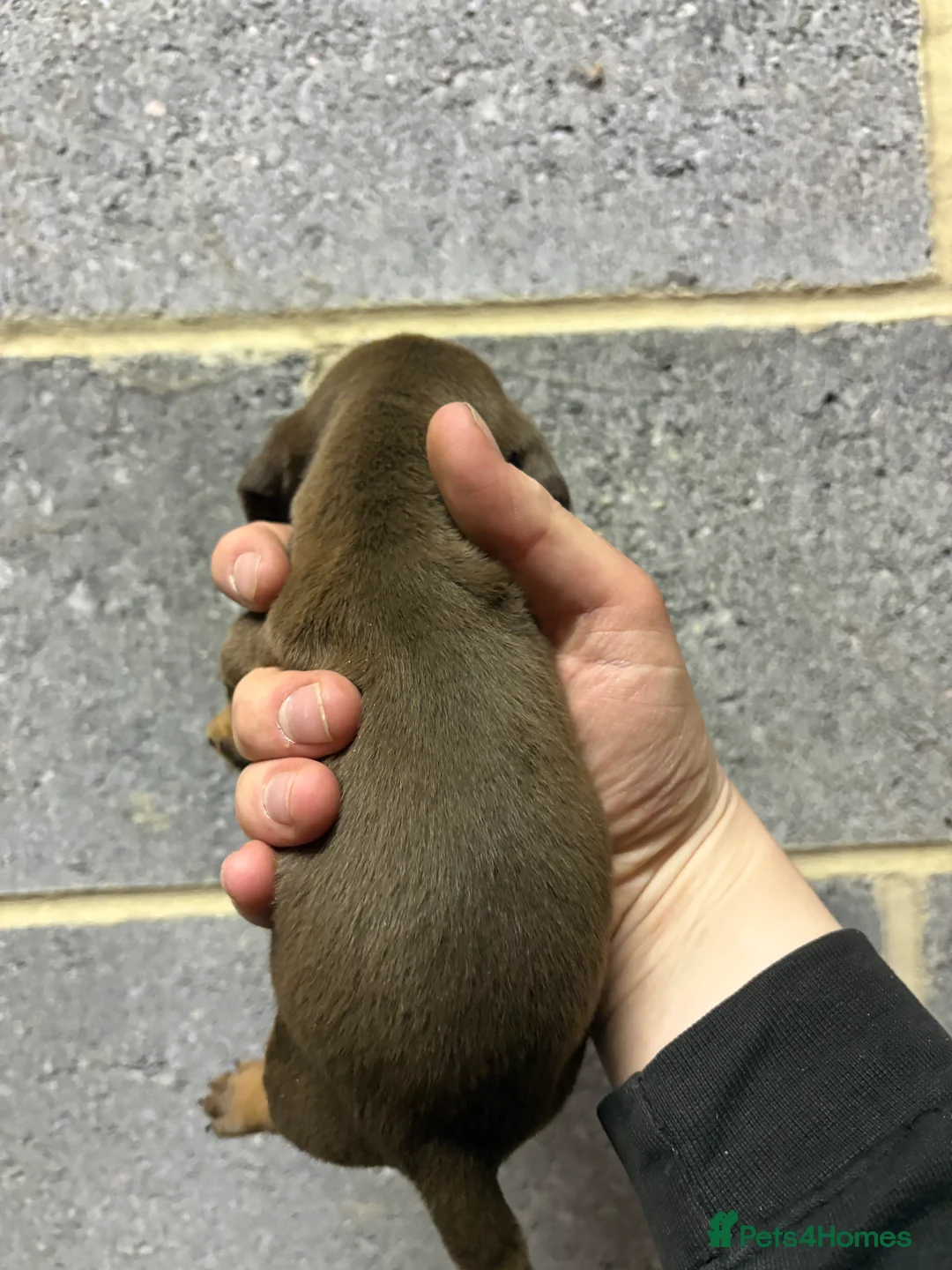 Miniature Dachshund dogs for sale: 5 stunning Dachshund puppies  in Redcar - Advert 10