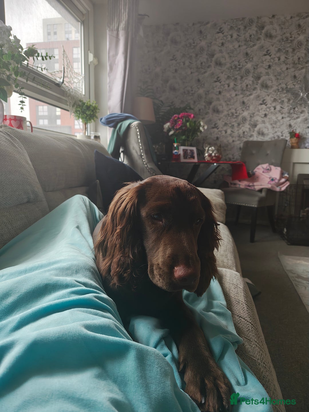 Cocker Spaniel dogs for sale: 8 month old show cocker spaniel - Advert 2