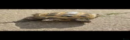 Tortoise reptiles for sale: Male tortoise in Colne - Advert 8