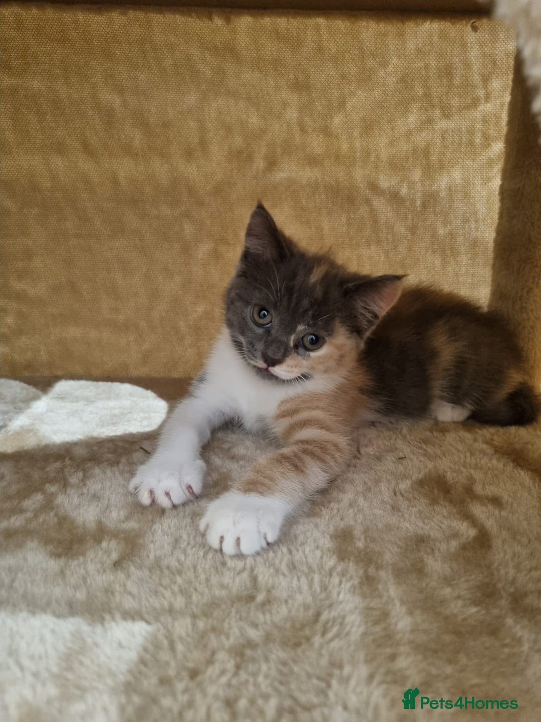 British Shorthair cats for sale: Lovely half British short hair - Advert 5