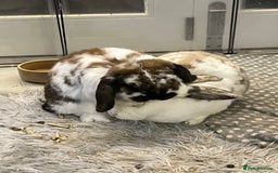 Mixed Breed rabbits for sale: Urgent: Female bunny needs happy home - Image 2