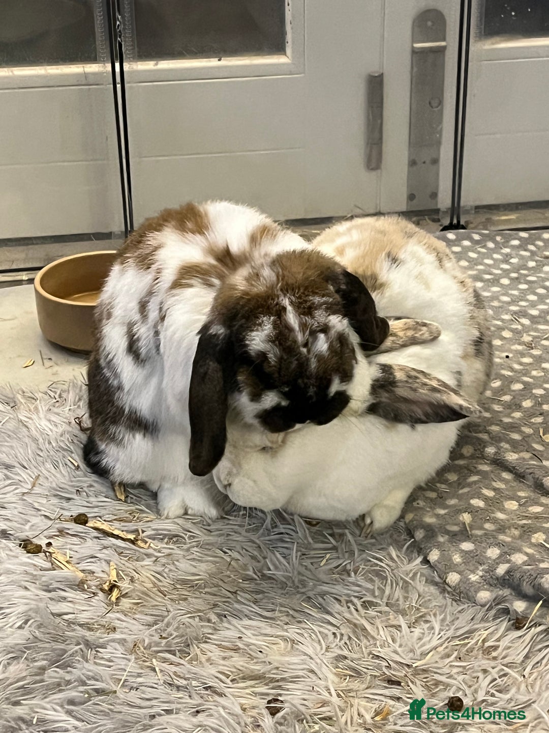 Mixed Breed rabbits for sale: Urgent: Female bunny needs happy home - Image 2