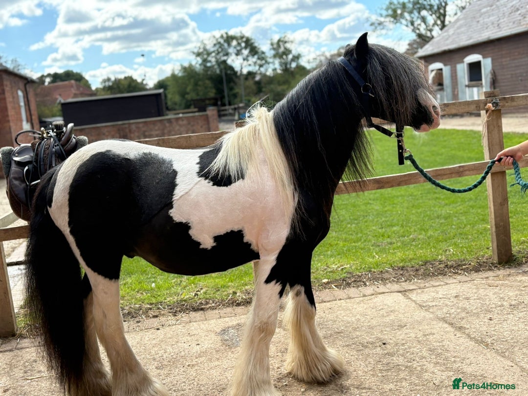 Tinker horses for sale: Piebald 12.2 6yrold gelding - Image 2
