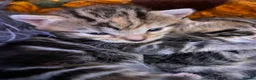 Mixed Breed cats for sale: Last female bengal x ASH x Bombaykittens 🐱 - Advert 37