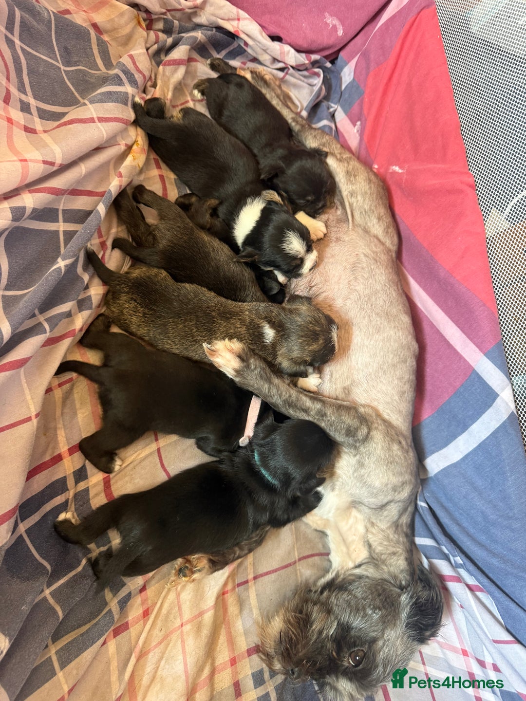Mixed Breed dogs for sale: Lhasa Apso Cross - Image 14