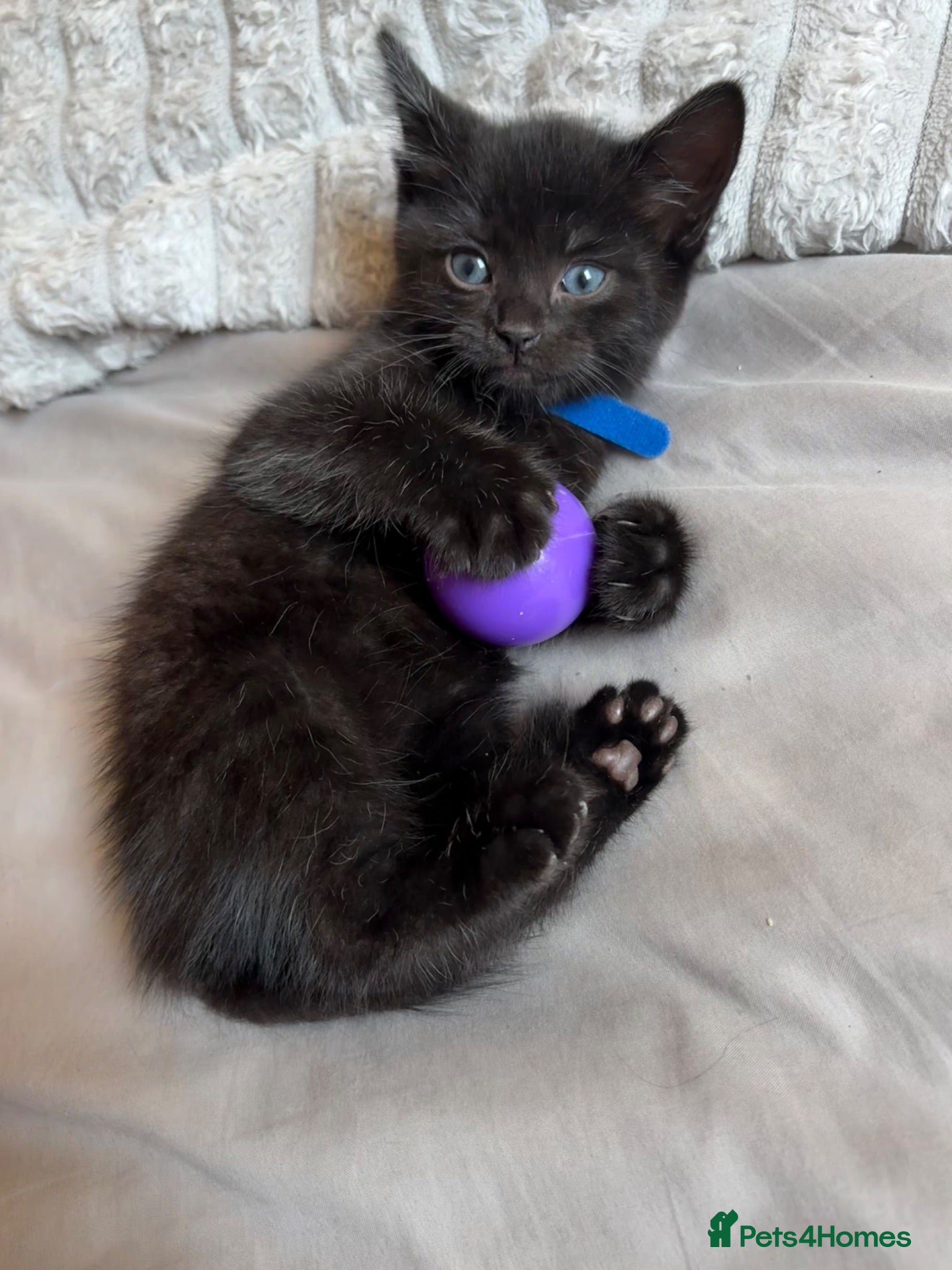 Mixed Breed cats Beautiful kittens looking for their forever homes - Advert 18
