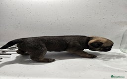 Pug dogs for sale: 3 pug puppies  - Image 8